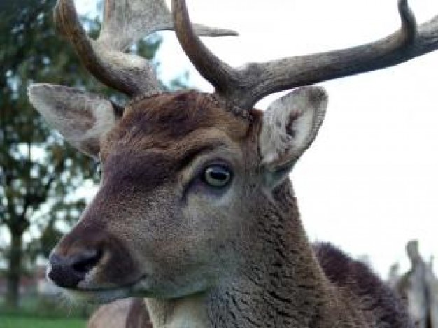 Deer damao White-tailed deer about Cherokee Morrow Mountain State Park Brad Howard Qualla Boundary H